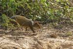 Aguti im Pantanal