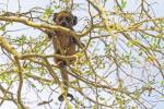 Brüllaffe im Pantanal