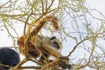 Brüllaffe im Pantanal