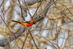 Orangerückentrupial  im Pantanal