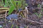 Sonnenralle  im Pantanal