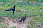 Nacktkopfhokkos  im Pantanal