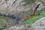 Nasenbären im Pantanal