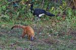 Nasenbär und Nacktgesichtshokko  im Pantanal