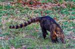 Nasenbär im Pantanal