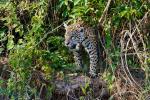 Jaguar im Pantanal