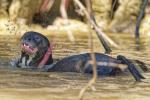 Riesenotter Pantanal