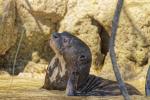 Riesenotter Pantanal