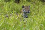 Jaguar im Pantanal