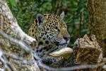 Jaguar im Pantanal