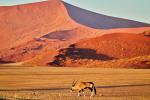 Oryx im Sossusvlei