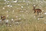 Schwarzstirn Impala