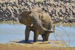 Elefant Etosha