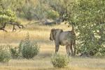 Löwen Etosha