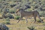 Löwin Etosha