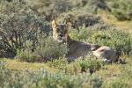 Löwin Etosha