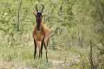 Rote Hartebeest Etosha