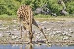 Giraffen Etosha