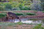 Wasserbock