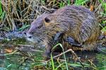 Nutria