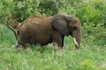 Elefant im Krügerpark