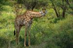 Giraffe auf Makutsi