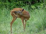 Rehe auf der Abraumhalde