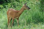 Rehe auf der Abraumhalde