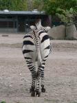 Zebra Original