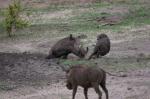 Chobe Warzenschwein