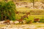 Water Buck