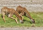 Giraffen beim Trinken