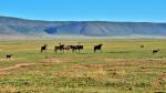 Ngorongoro 005