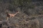 Gerenuk