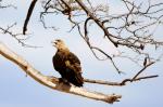 Ruaha NP