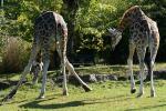 2 Giraffen