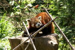 Kleiner Panda im Central Park Zoo