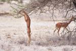 Gerenuk