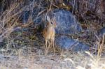 Ruaha NP