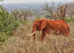 Roter Elefant im Busch