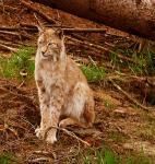 Luchs