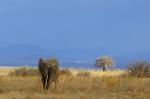 Ruaha NP