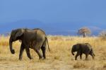 Ruaha NP