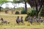 Nyerere Nationalpark