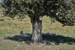 Geparden unter Baum