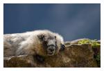 Marmot am Sonnenfelsen in Kanada. Bergmurmeltier