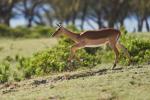 Impala