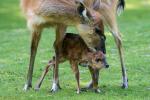 Sitatunga-Nachwuchs