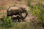 Elefantenmama mit Baby Südafrika 2019