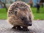 Igel_2